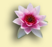 Lotus Flower